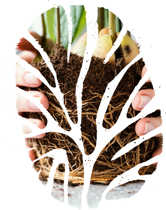 GLOMUS BIO | Interconnessi per crescere